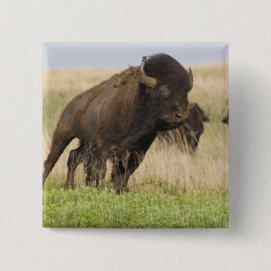 Pittige jonge bizonstier bij de Tallgrass Vierkante Button 5,1 Cm (Voorkant)