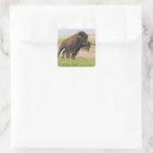 Pittige jonge bizonstier bij de Tallgrass Vierkante Sticker (Tas)