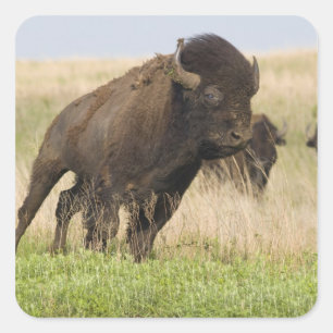 Pittige jonge bizonstier bij de Tallgrass Vierkante Sticker