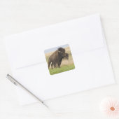 Pittige jonge bizonstier bij de Tallgrass Vierkante Sticker (Envelop)