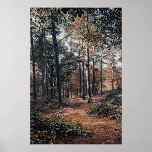Pittoresk ontspannend bos poster (Voorkant)