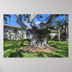 Pittoresk Tree Poster