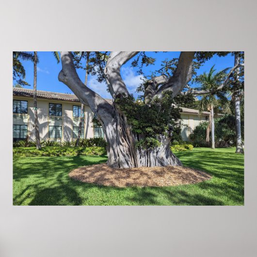 Pittoresk Tree Poster (Voorkant)