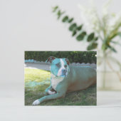 Pitty Briefkaart (Staand voorkant)