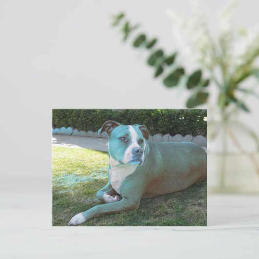 Pitty Briefkaart (Staand voorkant)