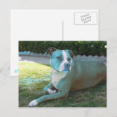 Pitty Briefkaart (Voorkant / Achterkant)