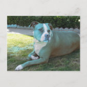 Pitty Briefkaart (Voorkant)