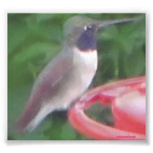 Pix-gele vogelpic foto afdruk (Voorkant)
