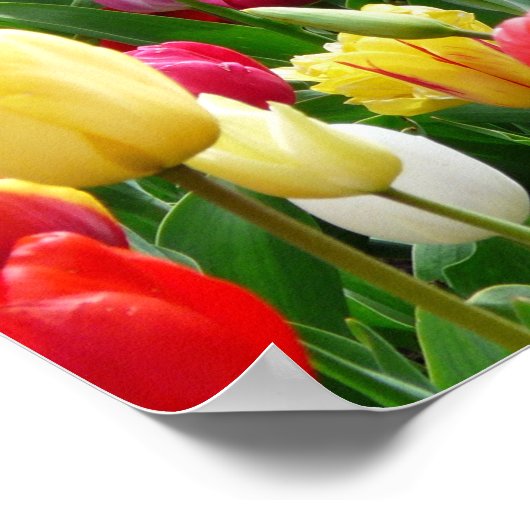 pixabay.comentulips-tulip-bed-kleurig-kleur-52126 poster (Hoek)