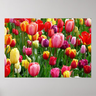 pixabay.comentulips-tulip-bed-kleurig-kleur-52126 poster