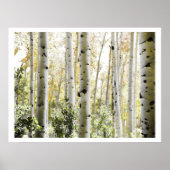 PixDezines Berkenbomen Poster (Voorkant)