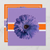 PixDezines Gerbera, paarse/dij achtergrondkleuren Kaart (Voorkant / Achterkant)