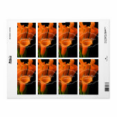 PixDezines oranje calla lelie/DIY achtergrond kleu Etiket (Full Sheet)