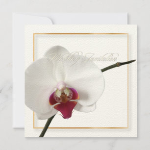 PixDezines orchideeën/phalaenopsis Kaart
