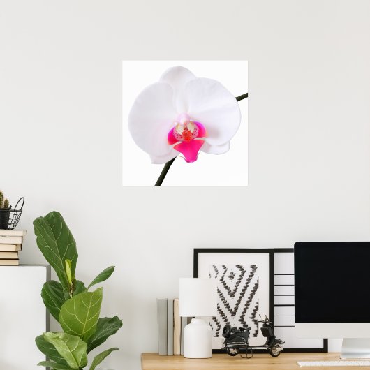 PixDezines phalaenopsis dorne/witte orchidee Poster (Thuiskantoor)