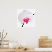 PixDezines phalaenopsis dorne/witte orchidee Poster (Keuken)