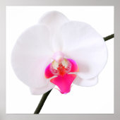 PixDezines phalaenopsis dorne/witte orchidee Poster (Voorkant)