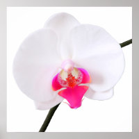 PixDezines phalaenopsis dorne/witte orchidee