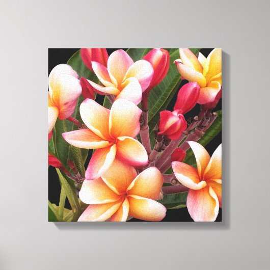 PixDezines Plumeria/Penang Peach Canvas Afdruk (Voorkant)
