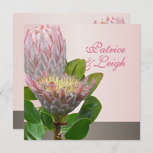 PixDezines verse maui protea bleek roze/dij Kaart (Voorkant / Achterkant)