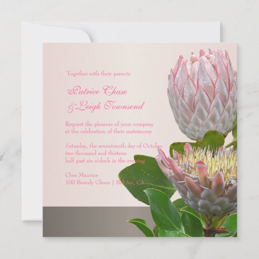 PixDezines verse maui protea bleek roze/dij Kaart (Achterkant)