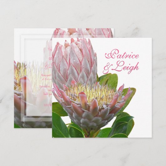PixDezines verse maui protea bleek roze/dij Kaart (Voorkant / Achterkant)