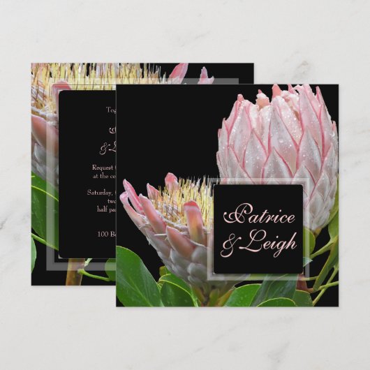 PixDezines verse roze maui king protea Kaart (Voorkant / Achterkant)