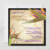 PixDezines  VOGELS VAN PARADISE Kaart (Achterkant)