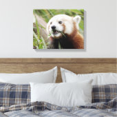 Pixerstick Sticker Foto rode panda, dieren 0172. Canvas Afdruk (Insitu (Slaapkamer))
