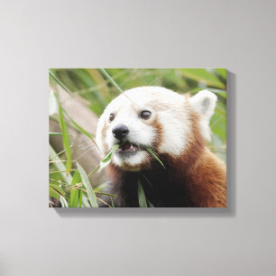 Pixerstick Sticker Foto rode panda, dieren 0172. Canvas Afdruk