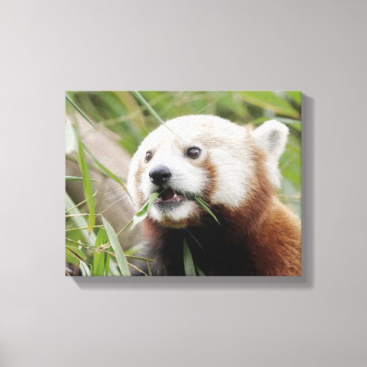 Pixerstick Sticker Foto rode panda, dieren 0172. Canvas Afdruk (Voorkant)