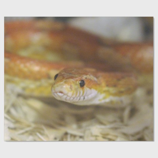 pj de sassy slang inpakpapier (Vlak)