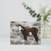 PJ De verf Briefkaart (Staand voorkant)