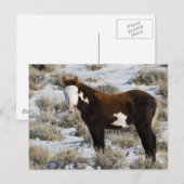 PJ De verf Briefkaart (Voorkant / Achterkant)