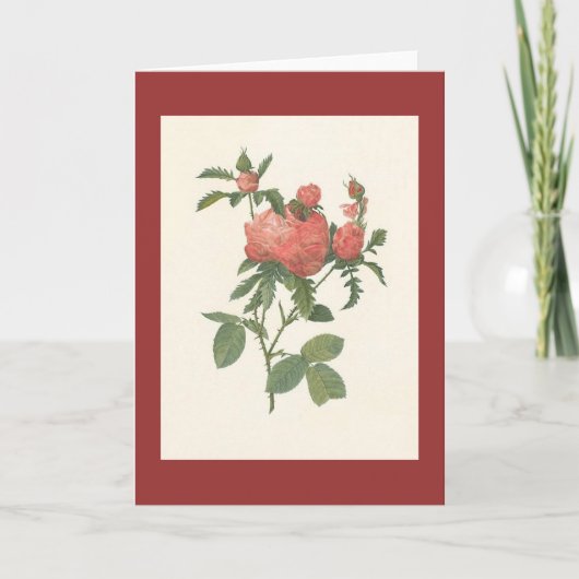 PJ Redoute - Rosa foliacea van centifoliaprolifera Kaart (Voorkant)