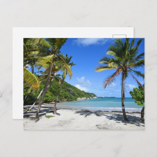 plaag van guadeloupe briefkaart (Voorkant / Achterkant)