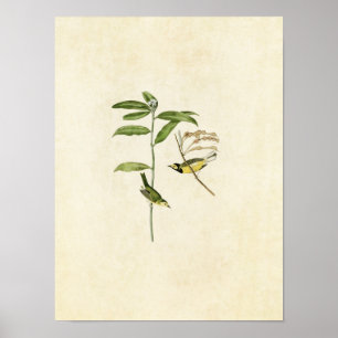 Plaat 110   Zwartkopzanger   Vogels van Amerika Poster