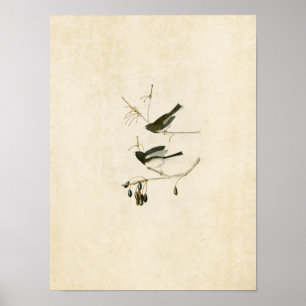 Plaat 13   Sneeuwvogel   Vogels van Amerika Poster