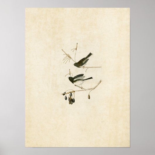 Plaat 13 | Sneeuwvogel | Vogels van Amerika Poster (Voorkant)