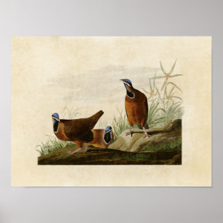 Plaat 172 | Blauwkoppige Duif | Vogels van Amerika Poster