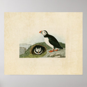 Plaat 213 Papegaaiduiker Vogels van Amerika Poster