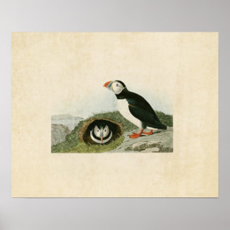 Plaat 213 | Papegaaiduiker | Vogels van Amerika Poster