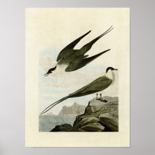 Plaat 267 Arctische Jager Vogels van Amerika Poster
