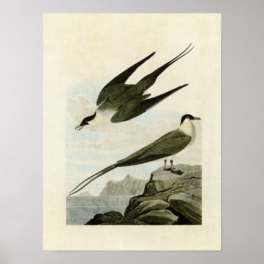 Plaat 267 | Arctische Jager | Vogels van Amerika Poster (Voorkant)