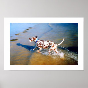 PLAATS DE DALMATIAANSE DOG POSTER