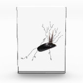 Placenta anatomie health science biotion gedicht k fotoblokken (Voorkant)