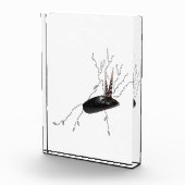 Placenta anatomie health science biotion gedicht k fotoblokken (Rechts)