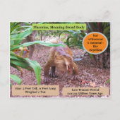 Placerias - * Dinosaur - Leerkaart Briefkaart (Achterkant)