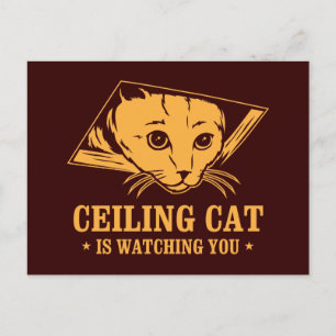 Plafondkat kijkt naar je briefkaart