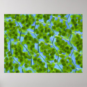 Plagiomnium Affine Plant Cellen met chloroplasten Poster